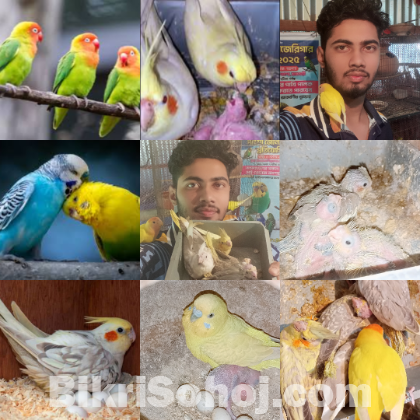 ককাটেল, লাভবার্ড,বাজরিগার